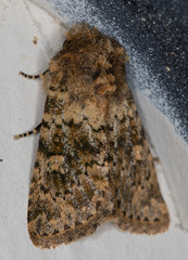 Pseudobryomima fallax