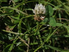 Trifolium repens