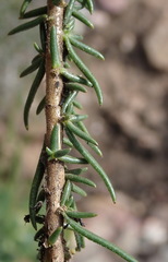 Selago glomerata