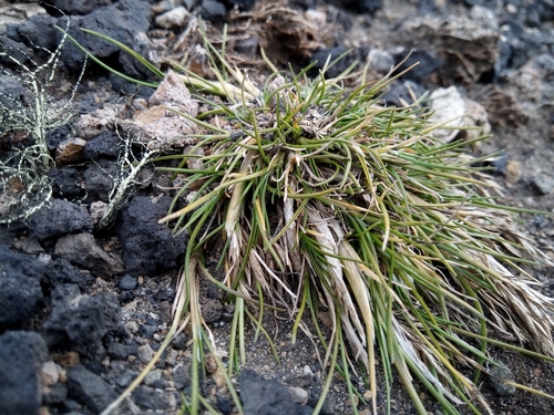 Image of Deschampsia antarctica by no rights reserved