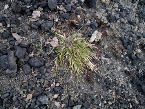 Image of Deschampsia antarctica by no rights reserved