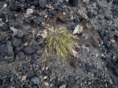 Deschampsia antarctica