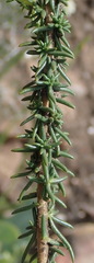 Selago glomerata