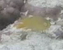 Pomacentrus moluccensis