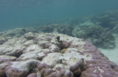 Pomacentrus moluccensis