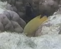 Pomacentrus moluccensis