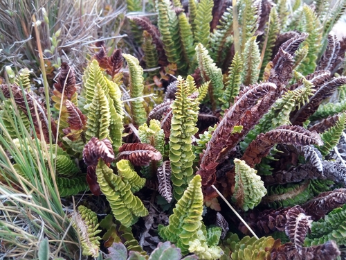 Image of Polystichum mohrioides by no rights reserved