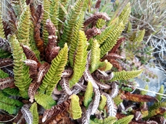 Polystichum mohrioides