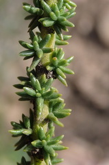Selago glomerata
