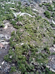 Prasiola crispa