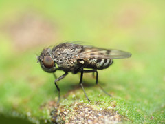 Paralimna punctipennis