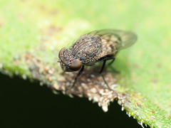 Paralimna punctipennis