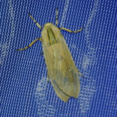 Halysidota cinctipes