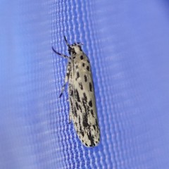 Ethmia confusella