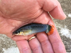 Poecilia mexicana