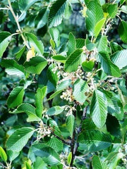 Cercocarpus macrophyllus