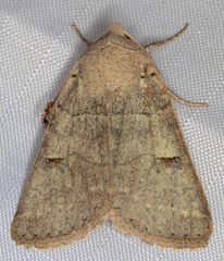 Cissusa indiscreta