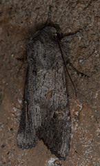 Egira