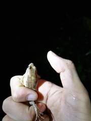 Leptodactylus validus