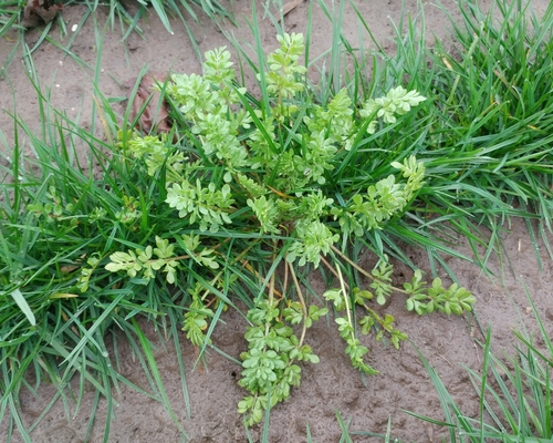White Meadowfoam foliage