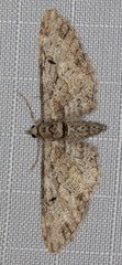 Eupithecia zelmira