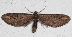 Eupithecia subapicata