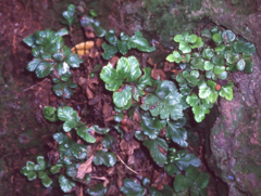 Asplenium pauperequitum