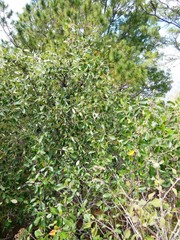Cercocarpus macrophyllus
