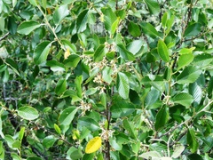 Cercocarpus macrophyllus