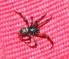 Steatoda autumnalis