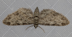 Eupithecia zelmira