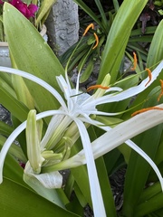 Hymenocallis