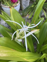 Hymenocallis