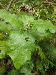 Solanum stramoniifolium