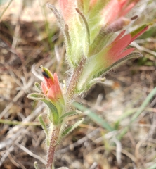 Castilleja affinis neglecta