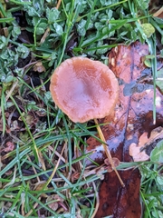 Laccaria laccata