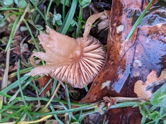 Laccaria laccata