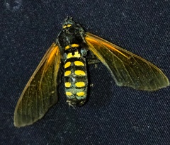 Isanthrene perboscii