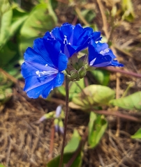 Jacquemontia pentanthos