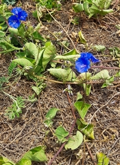 Jacquemontia pentanthos