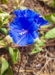 Jacquemontia pentanthos