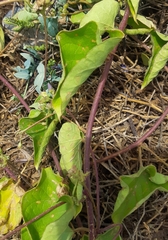 Jacquemontia pentanthos