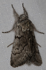 Pleromelloida conserta