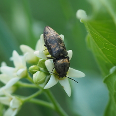 Prosternon tessellatum