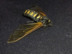 Isanthrene perboscii