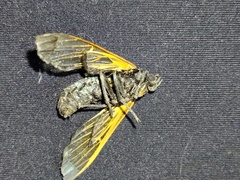 Isanthrene perboscii