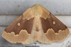 Sabulodes spoliata