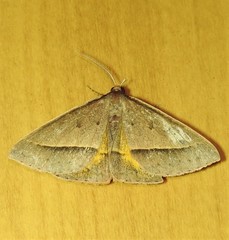 Epidesmia tryxaria