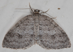 Venusia duodecemlineata