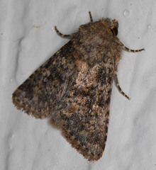 Pseudobryomima fallax